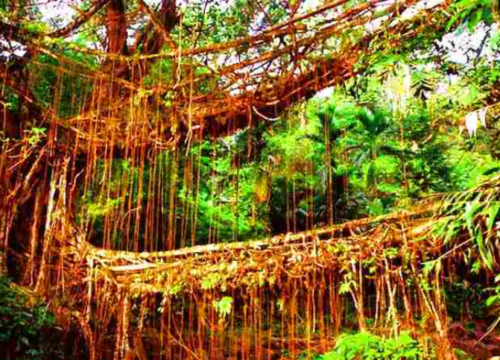 Double Decker Root Bridge – Natural Wonder Of Nature