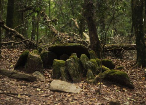 Mawphlang Sacred Forest: Meghalaya Tourism